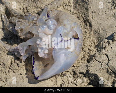 Barrel Quallen an Sandstrand. Rhizostoma pulmo. Stockfoto