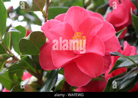 Ein rosa oder Japanische Kamelie Camellia japonica Stockfoto