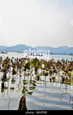 Viele getrocknete Blumen floating mit Angeln und Touristische boote Segeln auf See Hangzhou in China - Bild vertikal Stockfoto