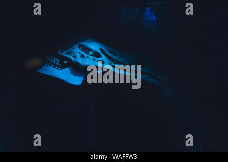 Außerirdische Außerirdische in einem Versuchslabor im UFO Stockfoto