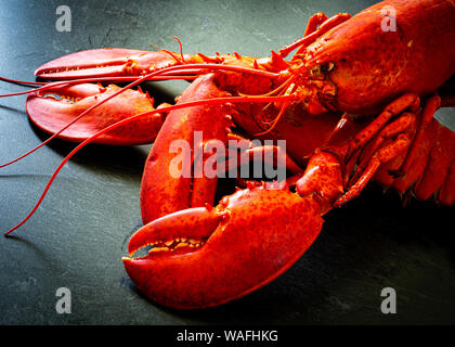 Ein paar frisch zubereitetes atlantischen Hummer. Stockfoto