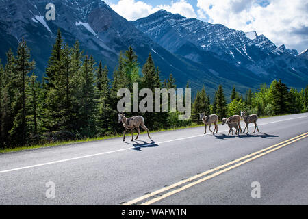 Bighorn Schafe (Ovis canadensis) neben der Straße in die kanadischen Rocky Mountains, Banff National Park, Alberta, Kanada Stockfoto