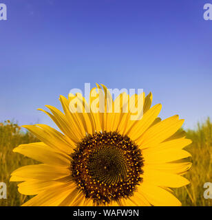 In der Nähe von Sunflower Pflanze, die im Bereich über dem klaren, blauen Himmel Hintergrund an einem sonnigen Herbsttag. Organische und natürliche Gelbe Blütenblätter Textur Stockfoto