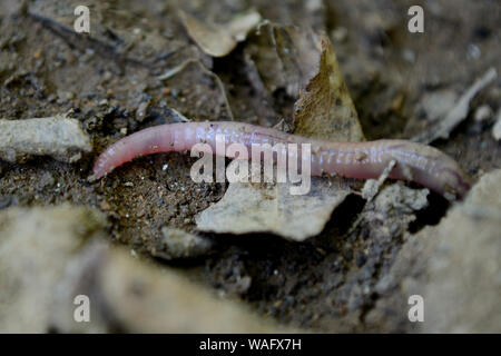 Nahaufnahme des gemeinsamen Regenwurm auf dem Boden, Lumbricus terrestris Stockfoto