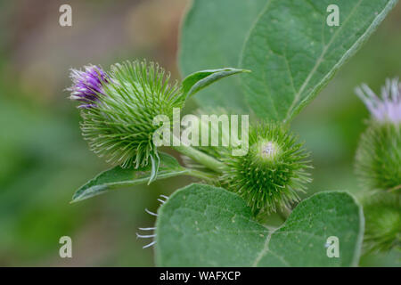 Nahaufnahme von weniger Klette Blütenkopf, Arctium minus Stockfoto