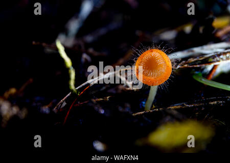 In der Nähe von kleinen haarigen Schale Pilz im tropischen Regenwald im dunklen Hintergrund. Stockfoto