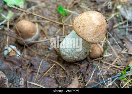 Cep, Steinpilze iin gelbe Blätter, Herbst Jahreszeit. Wenig frisches Pilz auf Moos, im Herbst Wald wächst. Pilze sammeln Konzept. Kopieren Sie Platz Stockfoto