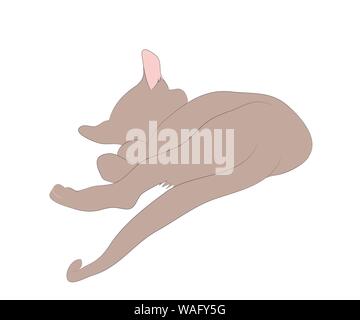Vector Illustration einer Katze liegt, Farbe, Vector, weißer Hintergrund Stock Vektor