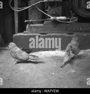 Papageien als Hausvögel in der Stadt Punta Arenas, im Süden von Chile, 1957. Papageien als Haustiere in der Stadt Punta Arenas, im Süden Chiles, 1957. Stockfoto