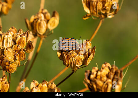 Den Wald Bug oder Red-legged Shield bug sitzen auf dem Trockenen Pflanze Stockfoto