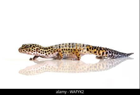 Eublepharis macularius, Leopard Eidechse auf weißem Hintergrund mit Reflektion Stockfoto