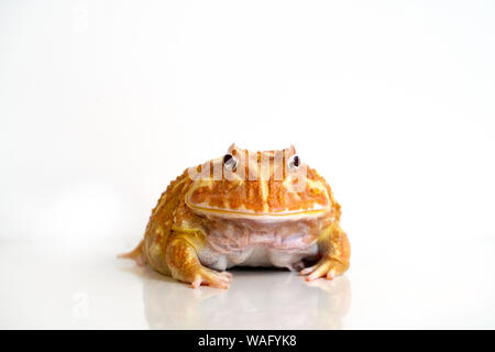 Ceratophrys cranwelli Albino frog auf weißem Hintergrund mit Reflektion Stockfoto