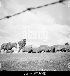 In der Stadt Punta Arenas, hier eine Skulptur eines Schäfers mit seiner Herde, 1957. In der Stadt Punta Arenas, hier Skulptur eines Shepheard und seine Schafe, 1957. Stockfoto