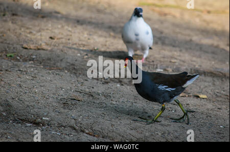 Sumpfhuhn und weiße Taube auf dem Ufer des Sees Stockfoto