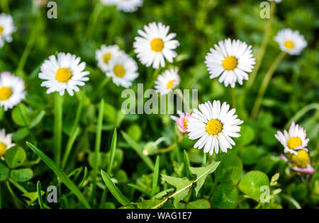 In der Nähe von weißen Gänseblümchen auf frühlingswiese grünes Gras. Gemeinsame daisy flowers - Bellis perennis auf grünem Rasen mit Soft Focus und der geringen Tiefe von Fiel Stockfoto