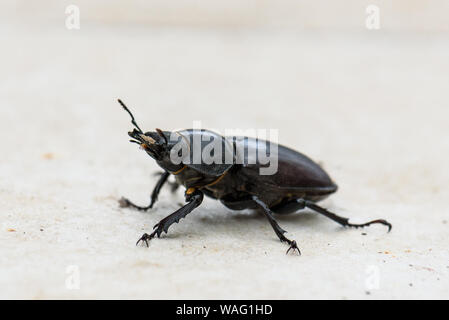 Großen weiblichen Hirschkäfer Lucanus cervus auf der Terrasse Fliesen. Lucanus cervus größten europäischen Käfer und ist am häufigsten Arten der Hirschkäfer in Europa. Th Stockfoto