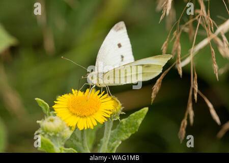 Eine weibliche Großen weißen Schmetterling, Pieris brassicae an einem sonnigen Tag im August Fütterung auf gemeinsame Berufskraut, Pulicaria dysenterica. North Dorset England UK G Stockfoto