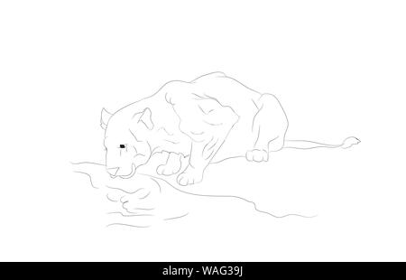 Vector Illustration einer Löwin, der Wasser trinkt, Linien zeichnen, Vector, weißer Hintergrund Stock Vektor