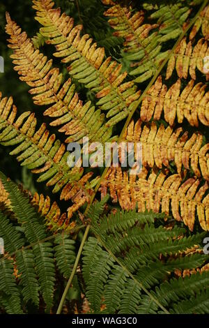 kaffeepflanze schädlinge Kaffeplante (Coffea arabica) – 22–30 cm - Ø12 cm main image 1
