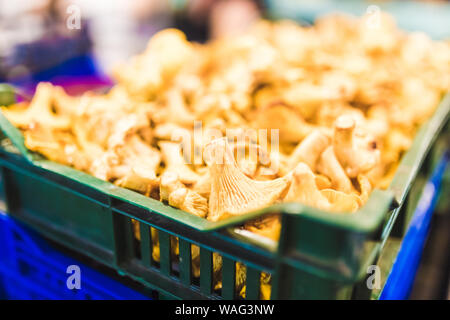 Nahaufnahme des gelben Pfifferlinge in Kunststoff container Street Market. Stockfoto