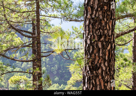 Regrowth durch verbrannte Rinde und Waldbrände der Kanarischen Kiefer (Pinus canariensis) im Mirador de La Cumbrecita, La Palma, Kanarischen Inseln, Stockfoto