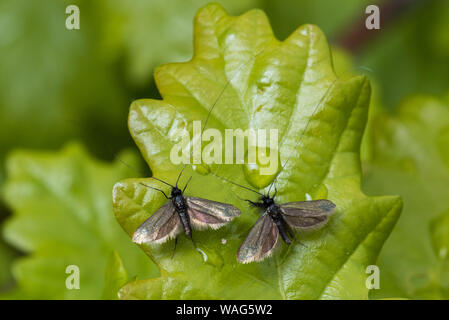 Grüne Lange - Horn micromoth Adela reaumurella auf Eichenlaub, Pead District, England Stockfoto