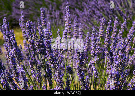 Lavendel in der Blüte Stockfoto