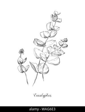 Eucaliptus Zweig. Hand gezeichnet Botanischen line Art Illustration. Zeichnung eingestellt werden. Sammlung von Skizze Äste mit Laub, Blätter, Pflanzen, Kräuter für Stock Vektor