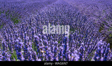 Lavendel in Bloom Stockfoto