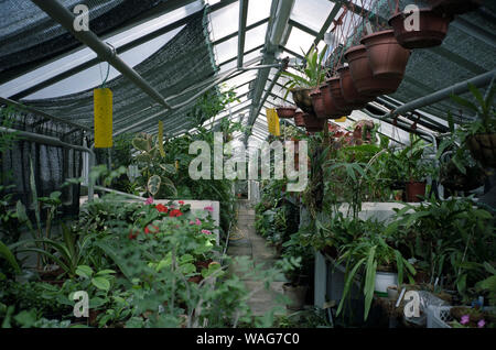 Pflanzen und Blumen im Gewächshaus Stockfoto