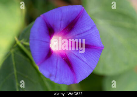 Ein lila Morning Glory (Lateinisch - Ipomoea purpurea) Blume blühen in Niederösterreich Stockfoto