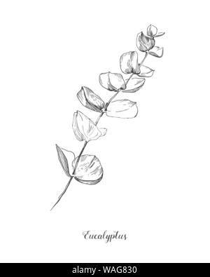 Eukalyptus Zweig. Hand gezeichnet Botanischen line Art Illustration. Zeichnung eingestellt werden. Sammlung von Skizze Äste mit Laub, Blätter, Pflanzen, Kräuter für Stock Vektor