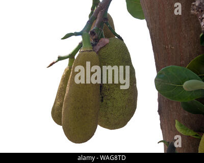 Drei grüne jackfruit auf dem Baum mit isoliert auf weißem Hintergrund Stockfoto