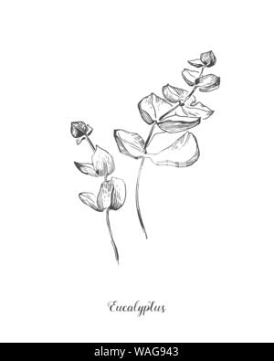 Eucaliptus Zweig. Hand gezeichnet Botanischen line Art Illustration. Zeichnung eingestellt werden. Sammlung von Skizze Äste mit Laub, Blätter, Pflanzen, Kräuter für Stock Vektor