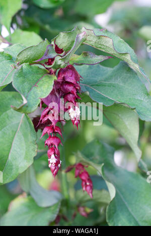 Leycesteria Formosa. Himalayan Honeysuckle Blume. Stockfoto