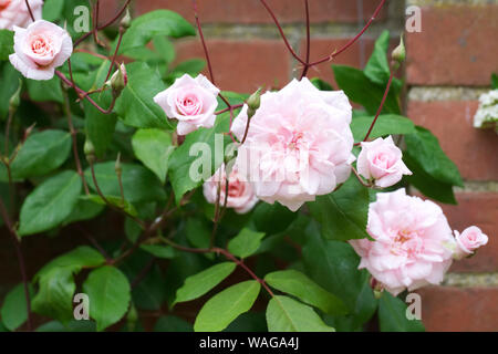 Rosa' Klettern Cecile Brunner' Blumen. Stockfoto