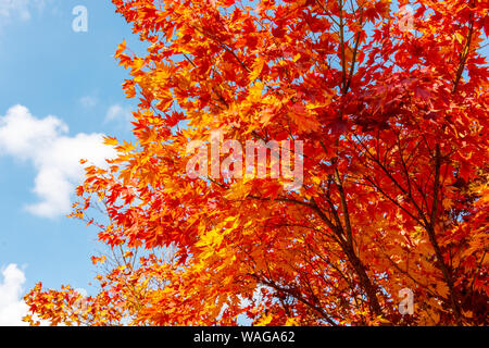 Herbst Ahorn Hintergrund. Seoul Korea. Stockfoto