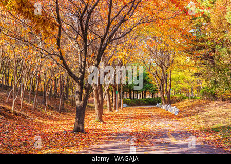 Herbst Straße in den Park, Seoul, Korea. Stockfoto