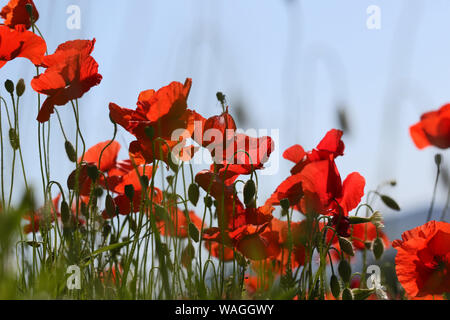 Mohn Papaver rhoeas Latein mit dem Licht hinter in Italien eine Erinnerung Blume für Krieg tot und Veteranen 11. November Anzac Day, April 25, D-Tag etc. Stockfoto