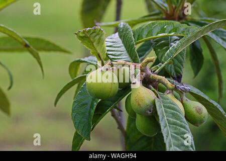 Grüne Walnüsse Latin Juglans nigra Familie juglandaceae Reifung an einem Baum im Sommer in Italien oft verwendet ein Getränk namens Nocino zu machen Stockfoto