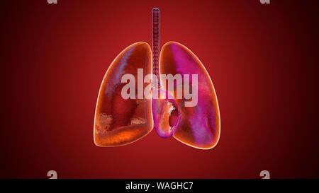 3D-Darstellung der menschlichen Lunge mit Sauerstoff gefüllt. Stockfoto