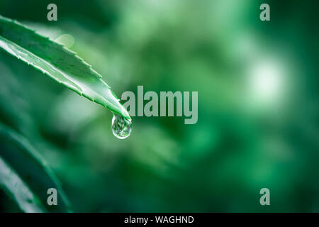 Wassertropfen auf einem Blatt Makroaufnahme Stockfoto