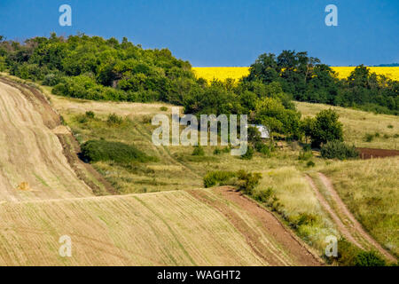 Eine Welle - wie Feld und Bäume am Horizont der die gelbe Sonnenblumen sichtbar sind Stockfoto