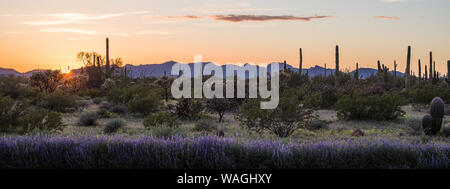 Arizona Wüste Sonnenuntergang Panorama. Sonne am Horizont, in der Wüste mit vielen verschiedenen Kakteen und eine Linie von bläulich blühenden Blumen im Vordergrund, Lila ein Stockfoto