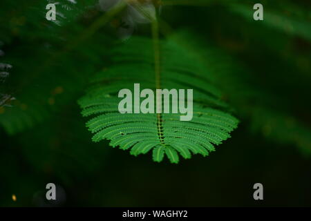 Royel poinciana Baum. Stockfoto