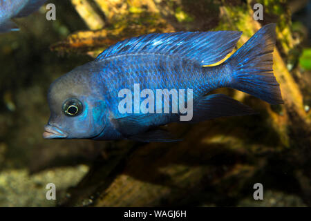 Blue Dolphin Cichlid (pseudotropheus moorii) Stockfoto