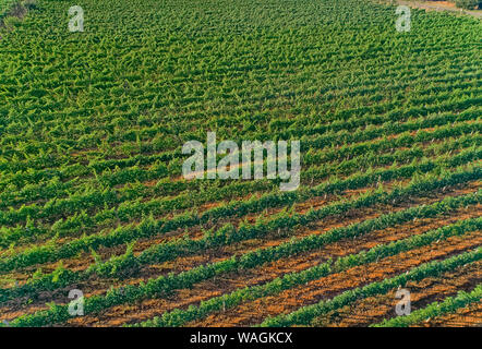 Luftaufnahme der Weinberge in Oklaj, in Kroatien Stockfoto