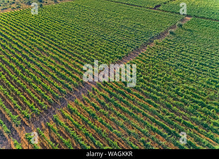 Luftaufnahme der Weinberge in Oklaj, in Kroatien Stockfoto