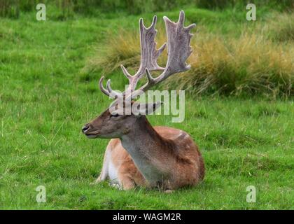 Damwild Buck in den Wildpark an Dunham Massey. Stockfoto