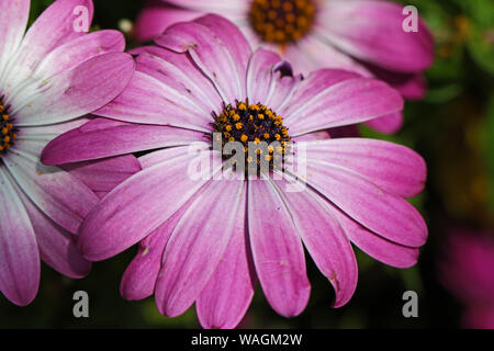 Lila African Daisy oder Nachgestellte mauve daisy Lateinischer Name dimorphotheca jucunda auch osteospermum Familie Sonnenblumen- oder calendula ein Perrenial genannt Stockfoto